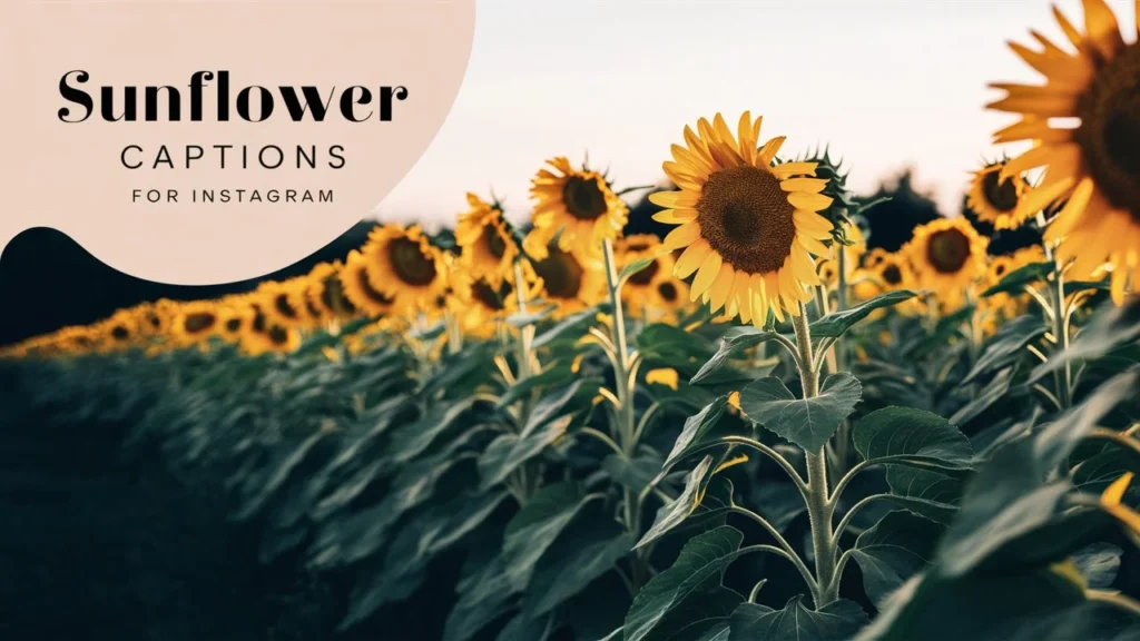 Sunflower Captions for Instagram