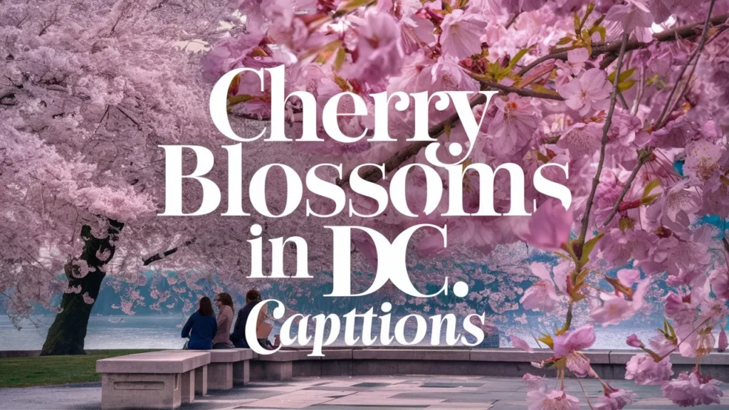 Cherry Blossoms in DC Captions