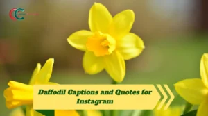 Daffodil Captions and Quotes for Instagram